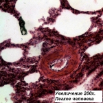Микроскоп Bresser Science TRM-301 40x-1000x