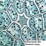 Микроскоп Bresser Science TRM-301 40x-1000x