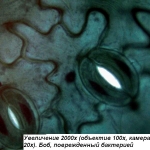 Микроскоп Optika B-193 40x-1600x Trino