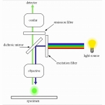Микроскоп Optika B-293LD1 100x-1000x Trino Fluorescence